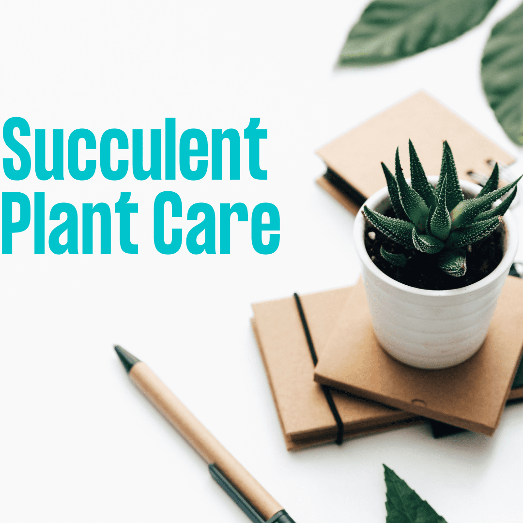 Succulent Plant Care